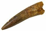 Fossil Spinosaurus Tooth - Real Dinosaur Tooth #305676-1